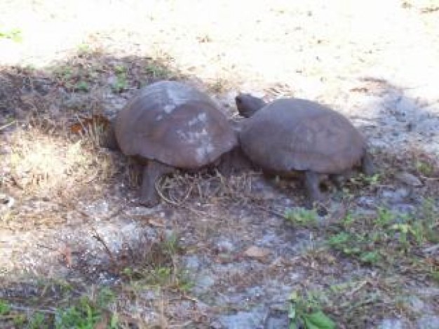Gopher tortoise florida Florida endangered gopher tortoise about Tortoise Reptiles and Amphibians